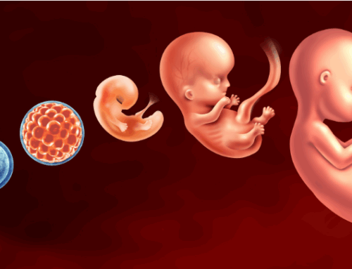 Defending every human life from their biological beginnings is the only ethical option